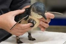 Little Penguin